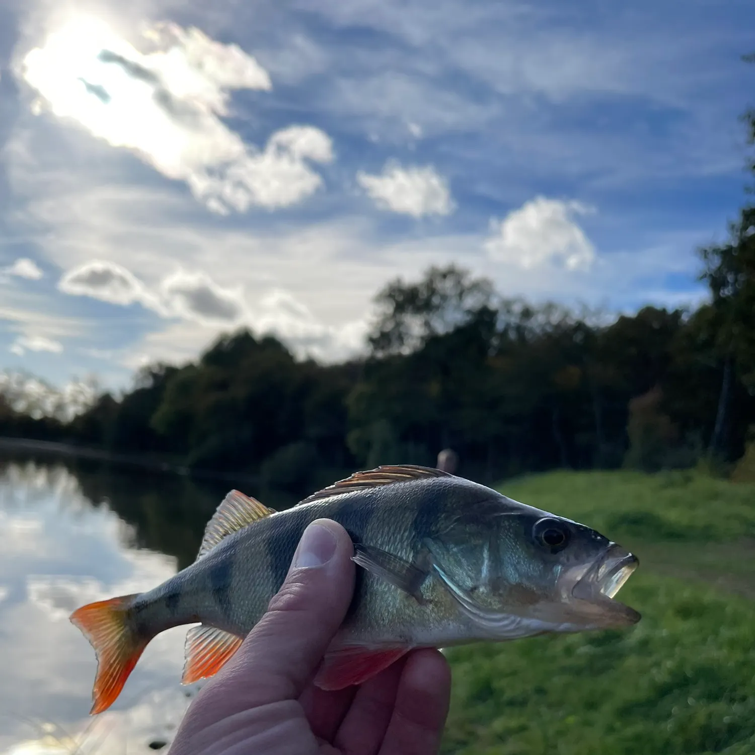 European perch caught on Fishbrain