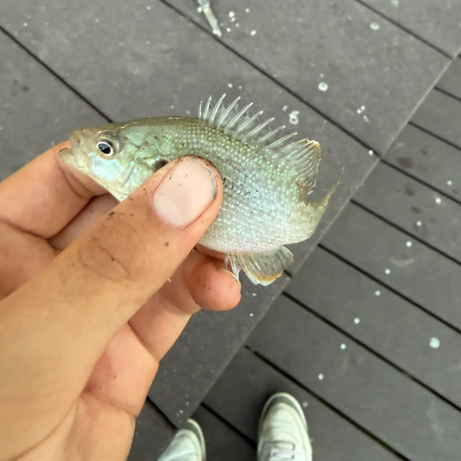 Green sunfish caught on Fishbrain