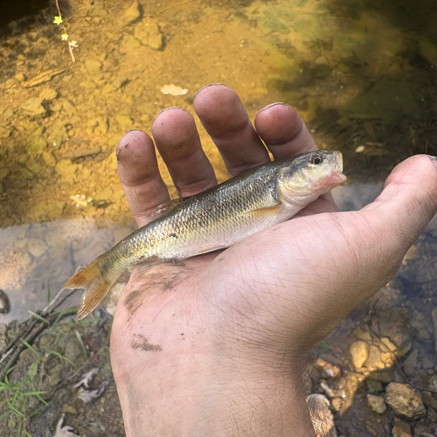 Creek chub caught on Fishbrain