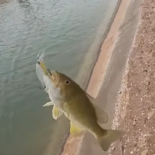 The most recent Smallmouth bass catches on Fishbrain