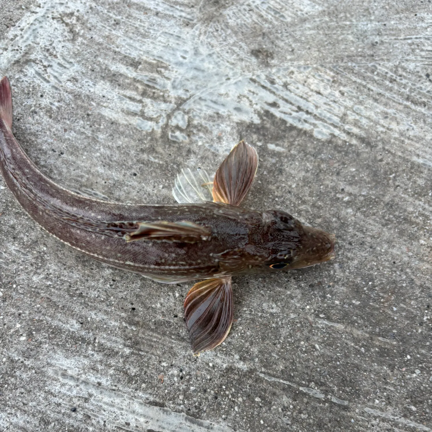 Red gurnard caught on Fishbrain