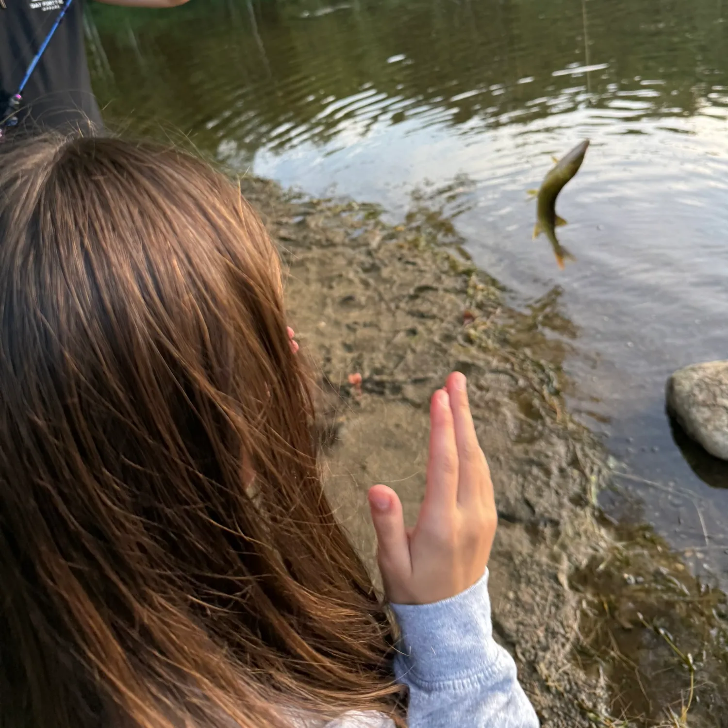 Chain pickerel caught on Fishbrain