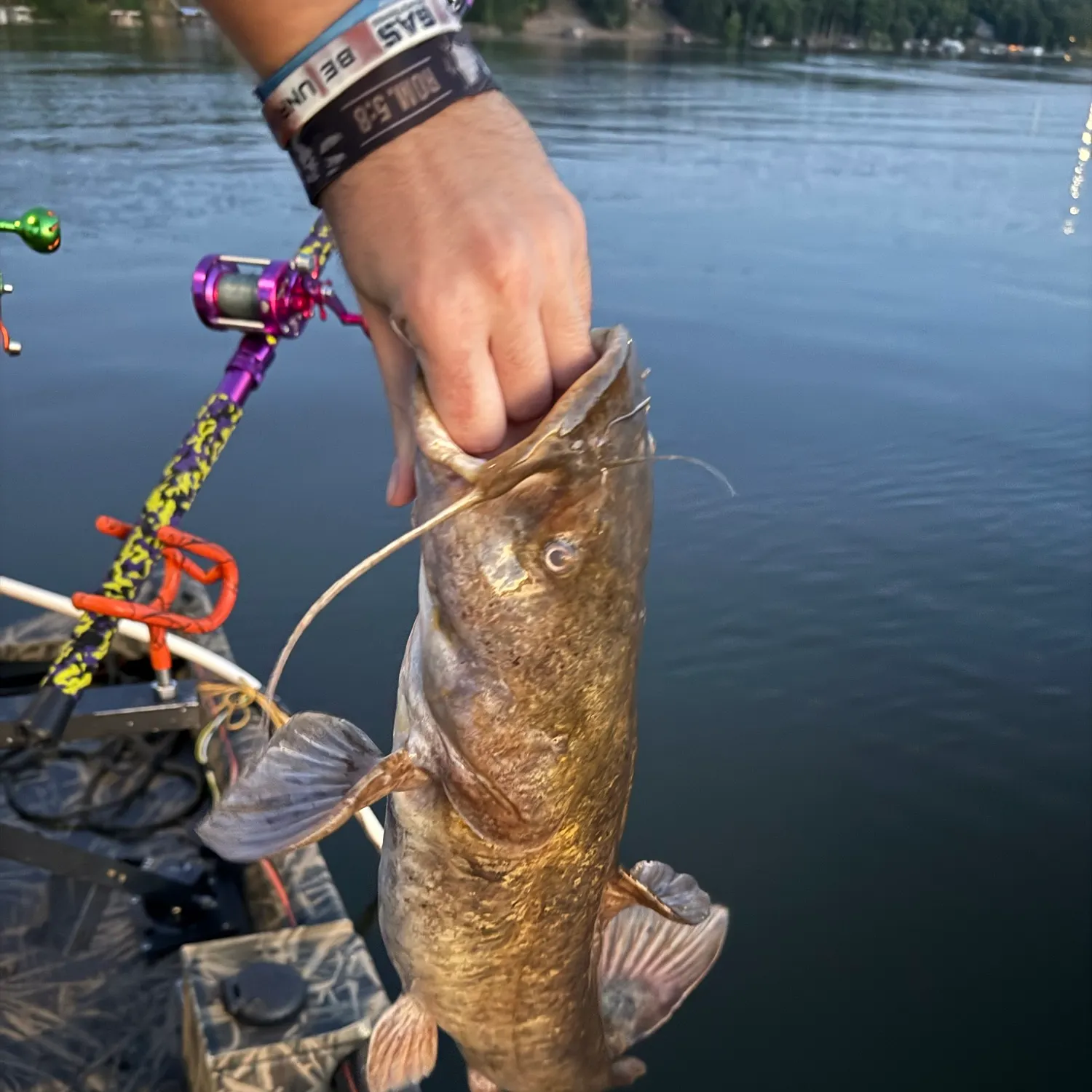 recently logged catches