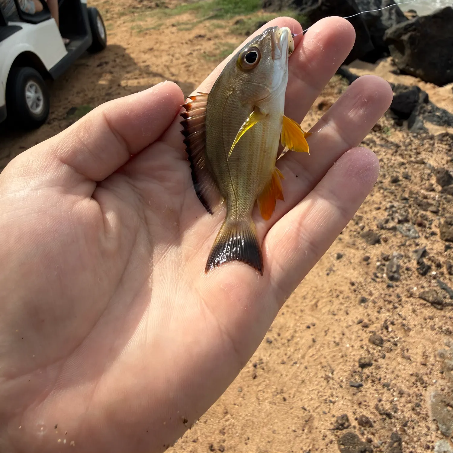The most recent Blacktail snapper catches on Fishbrain