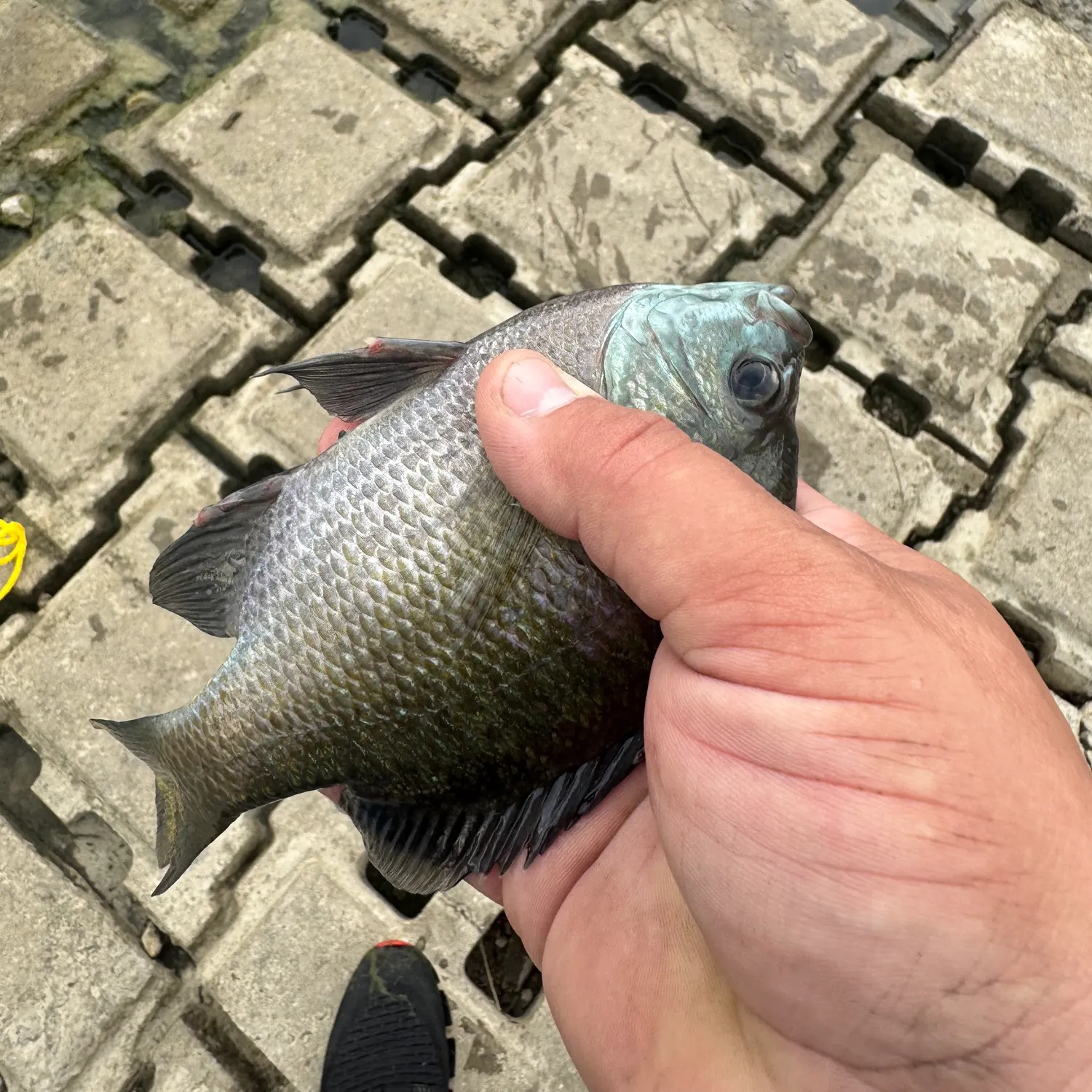 Fish caught on Fishbrain
