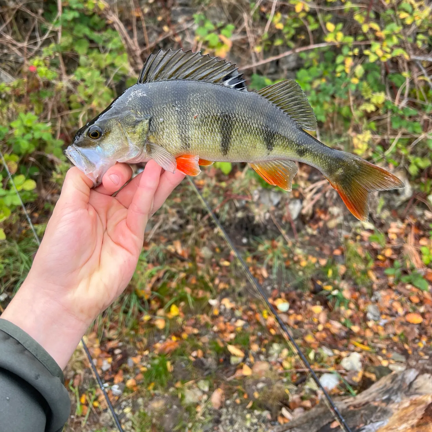 European perch caught on Fishbrain