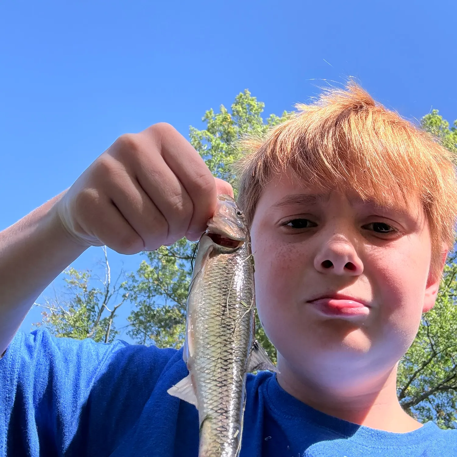 Creek chub caught on Fishbrain
