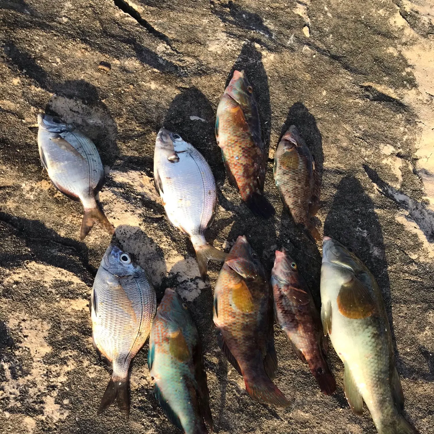 recently logged catches