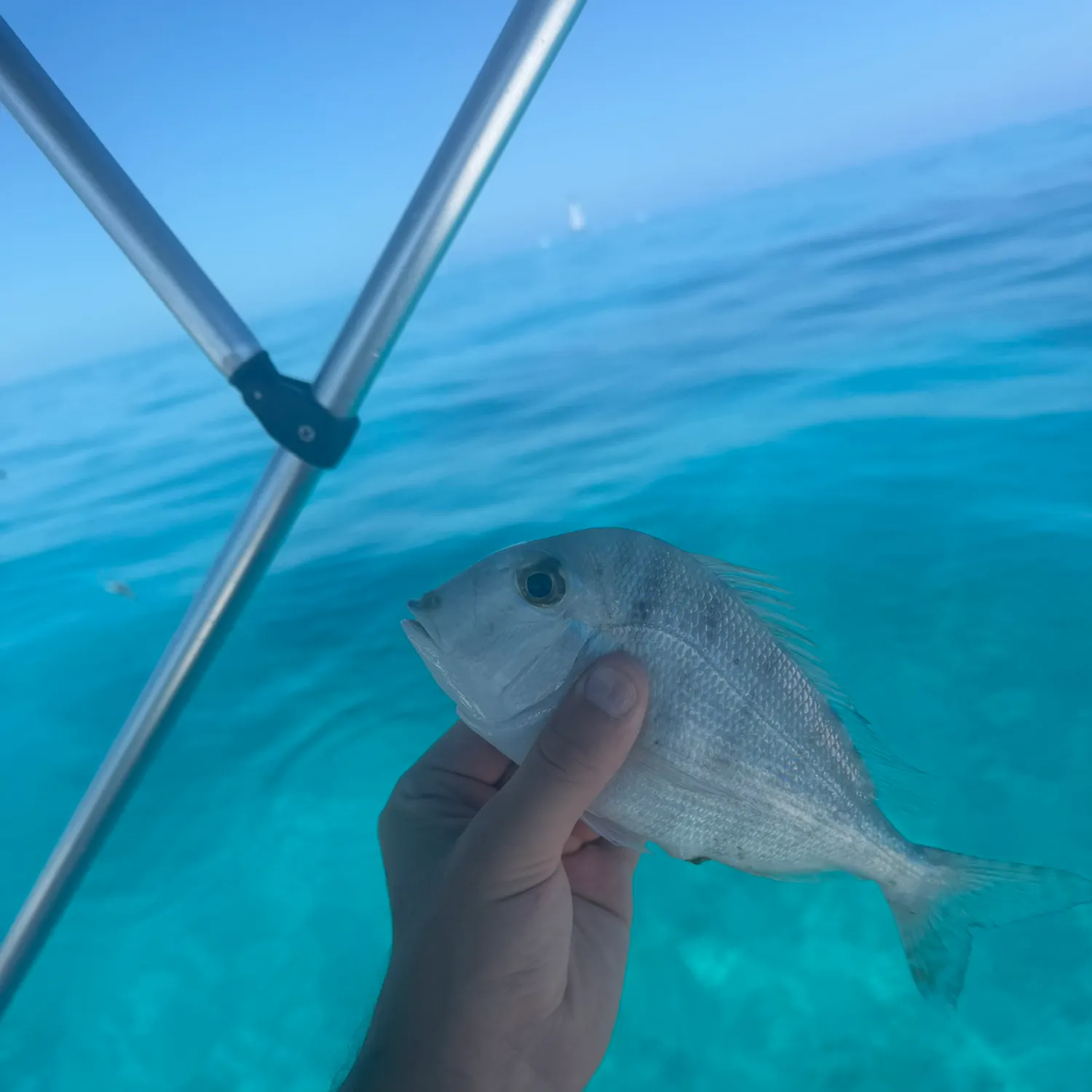The most recent Littlehead Porgy catches on Fishbrain