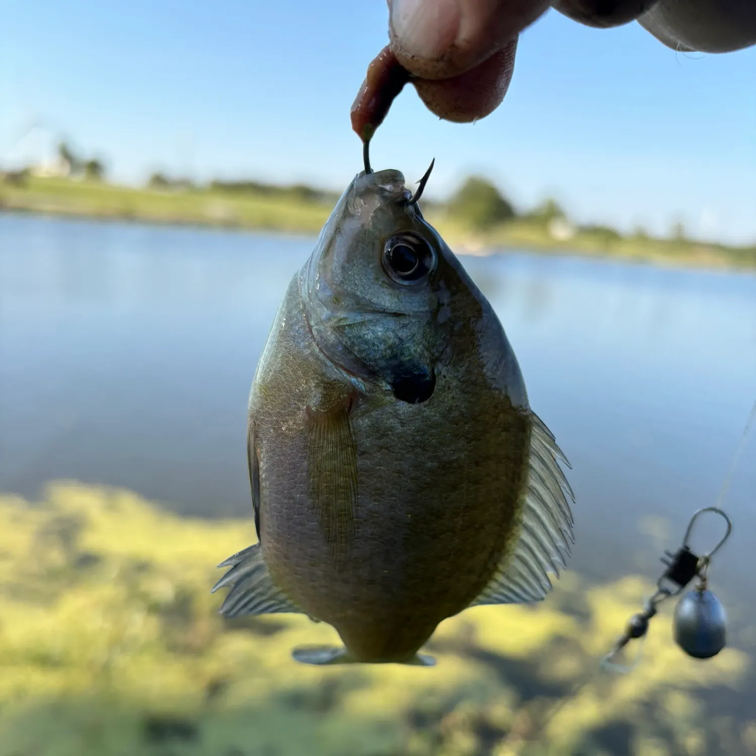 Bluegill caught on Fishbrain