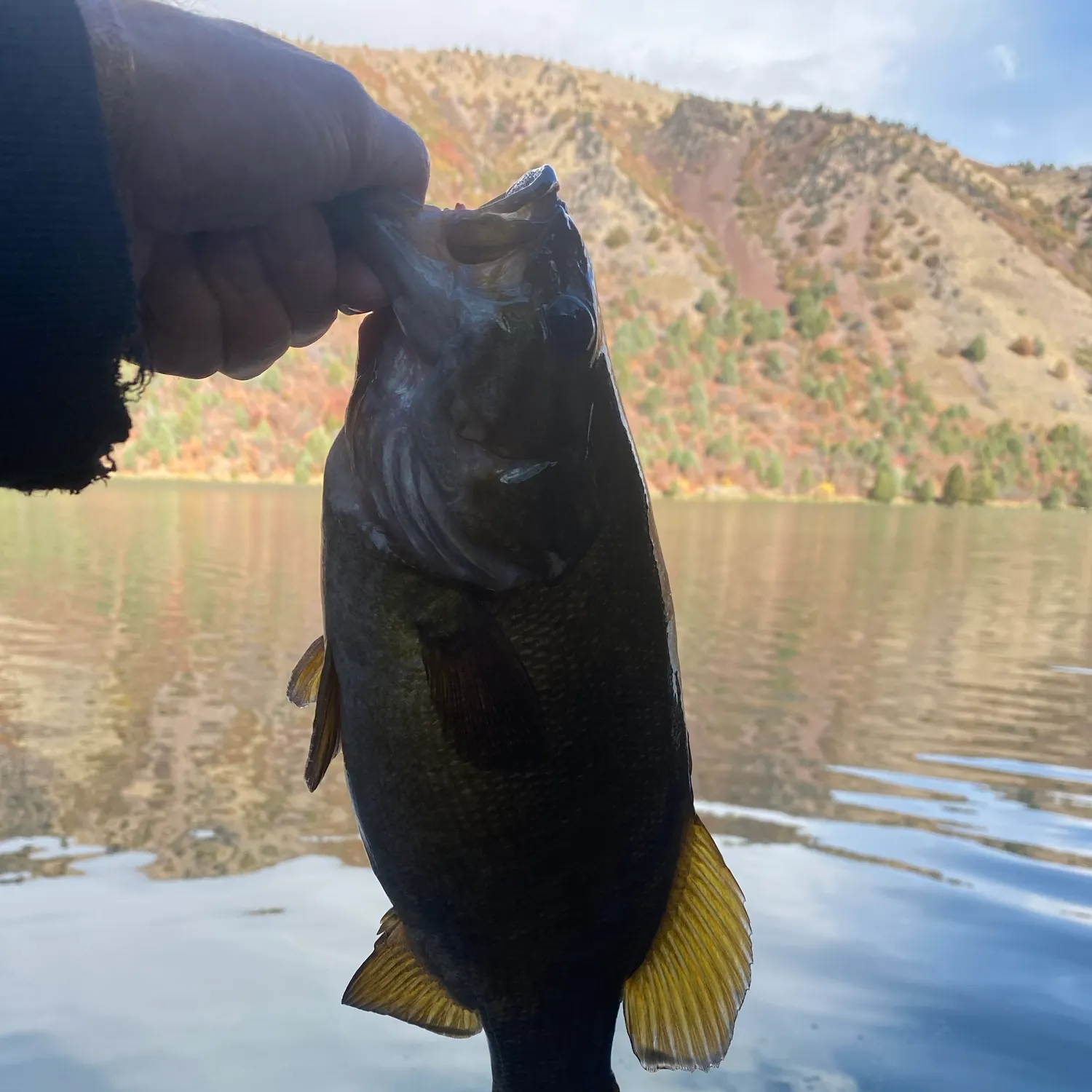 Smallmouth bass caught on Fishbrain