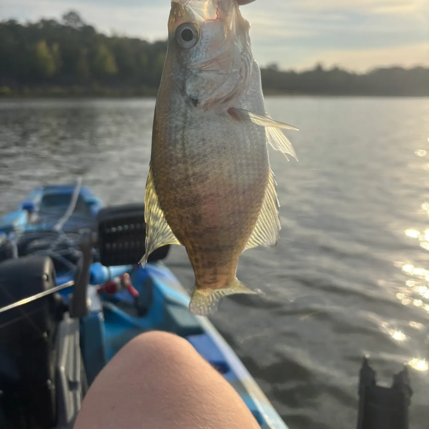 White crappie caught on Fishbrain