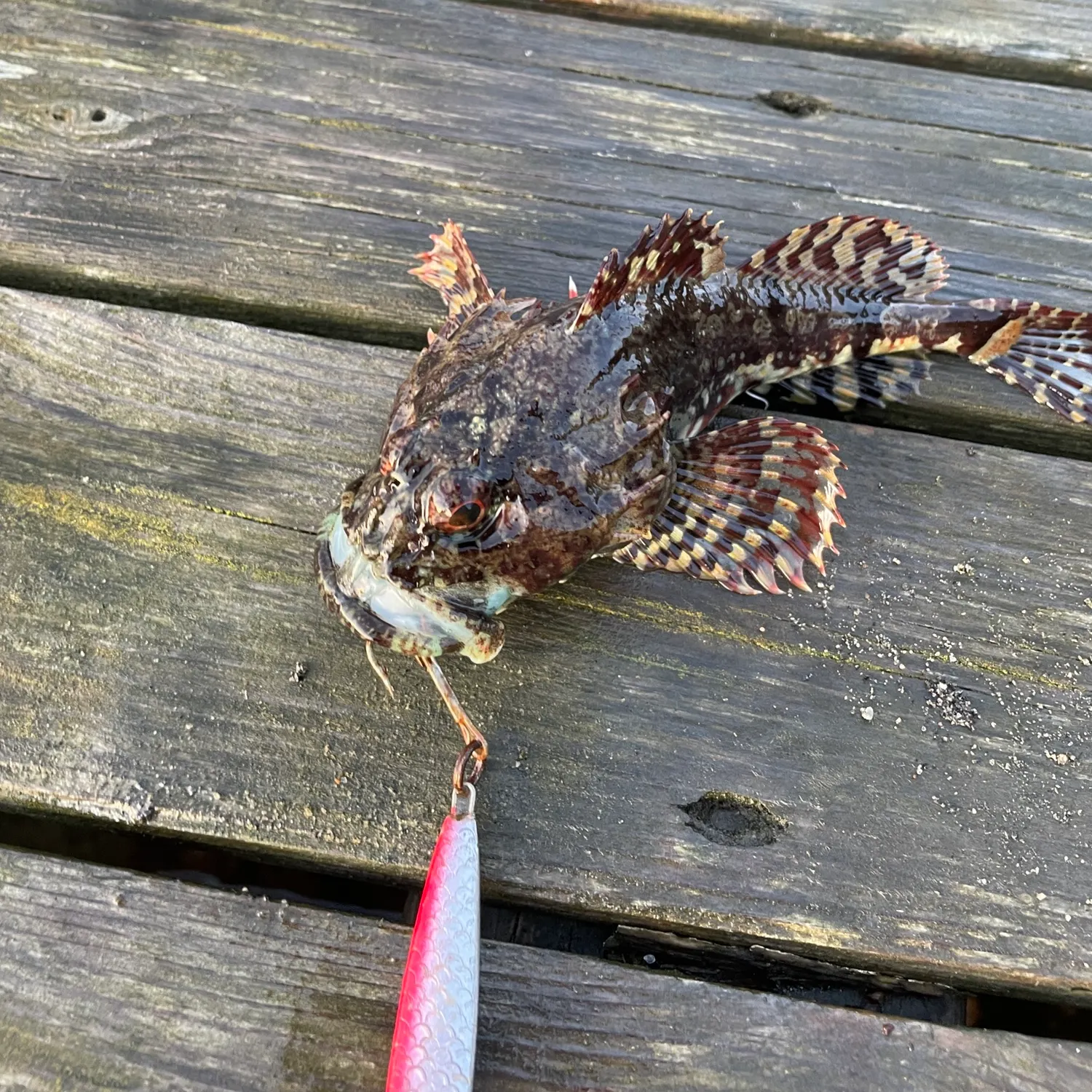 The most recent Grey gurnard catches on Fishbrain