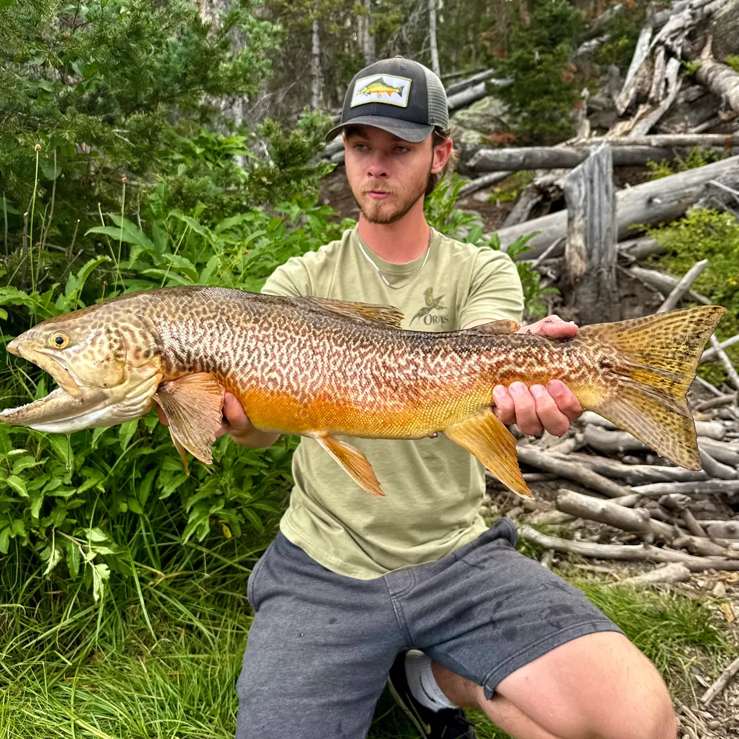 Tiger trout caught on Fishbrain