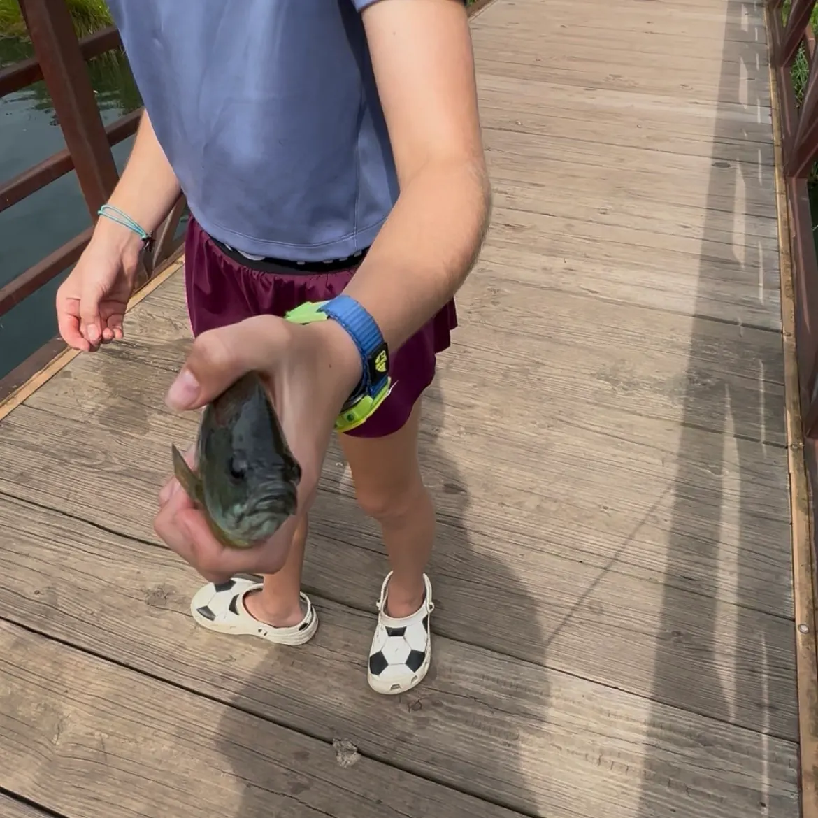 Bluegill caught on Fishbrain