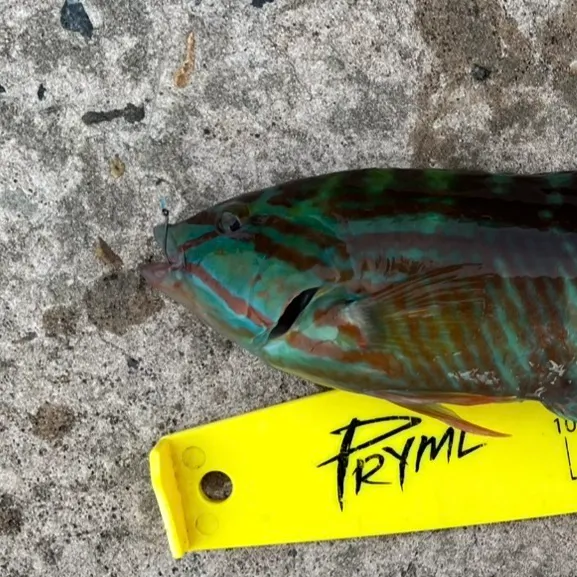The most recent Gunther's wrasse catches on Fishbrain