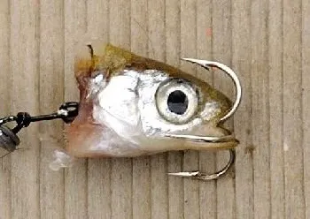 Minnow Head