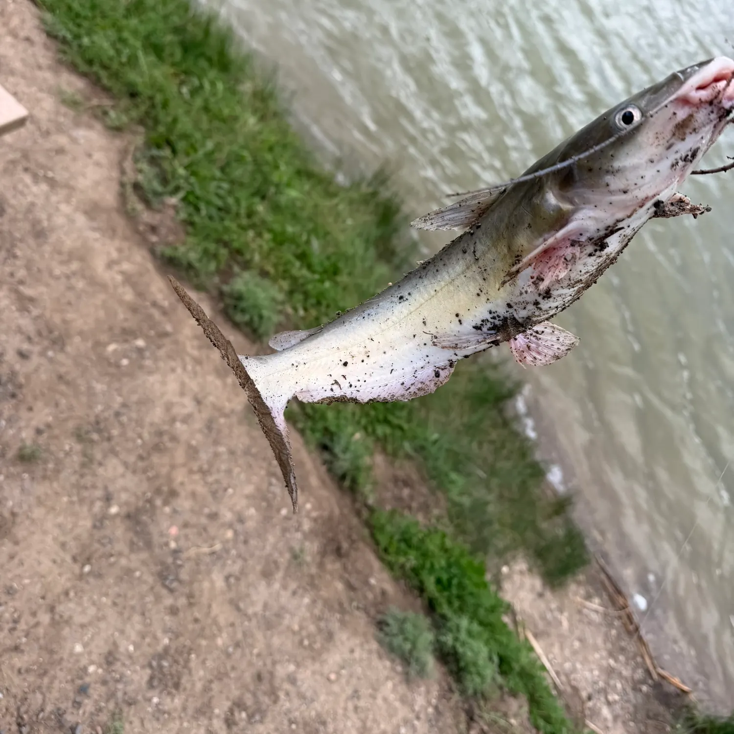 Channel catfish caught on Fishbrain