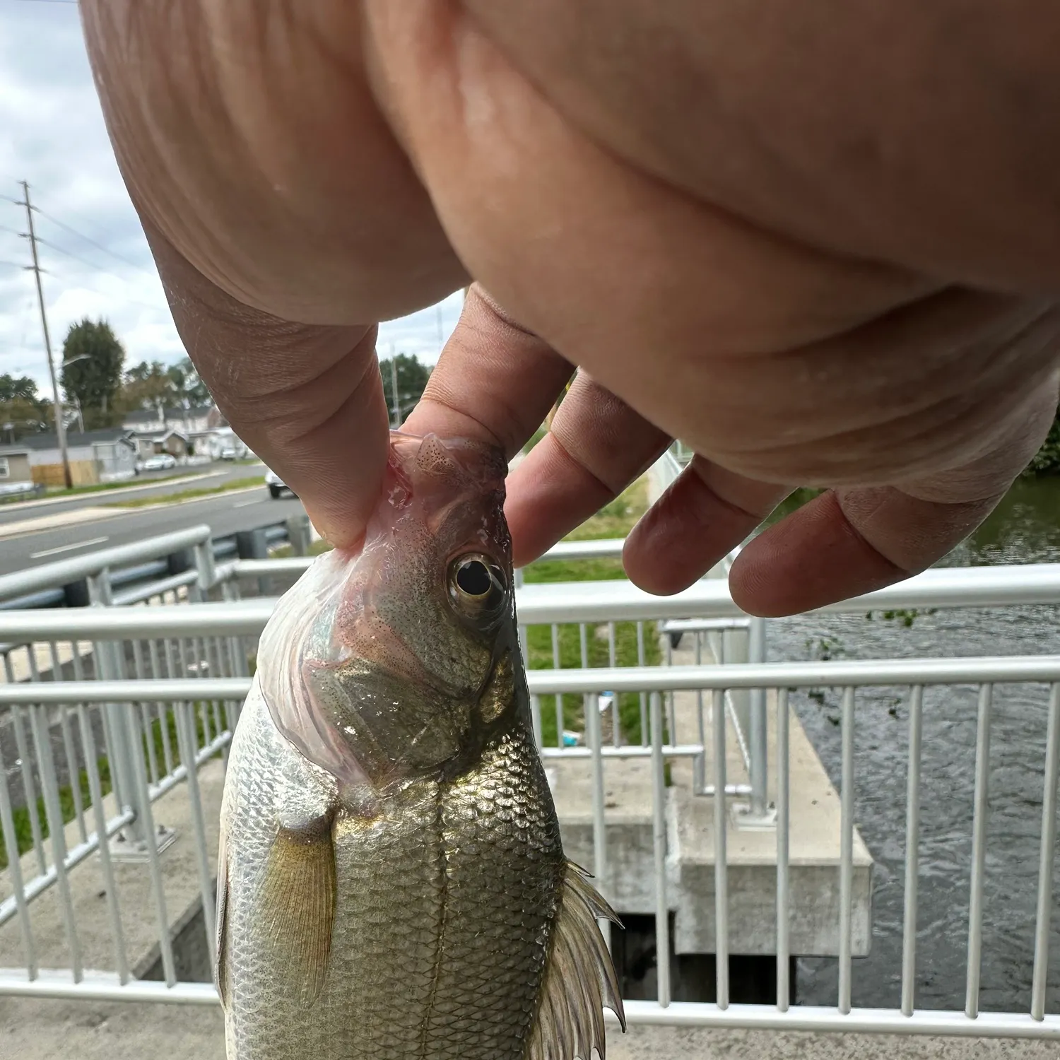 White perch caught on Fishbrain