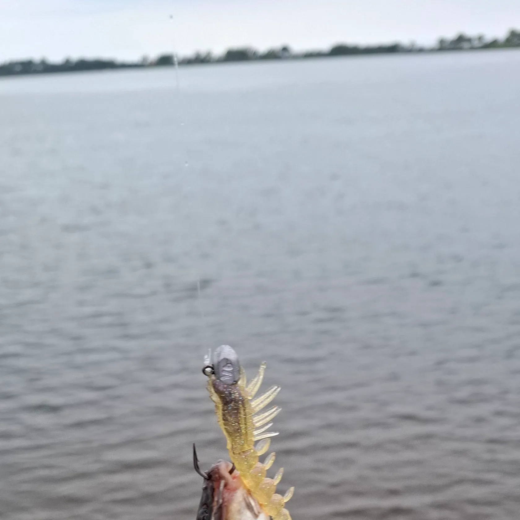 The most recent Striped eel catfish catches on Fishbrain