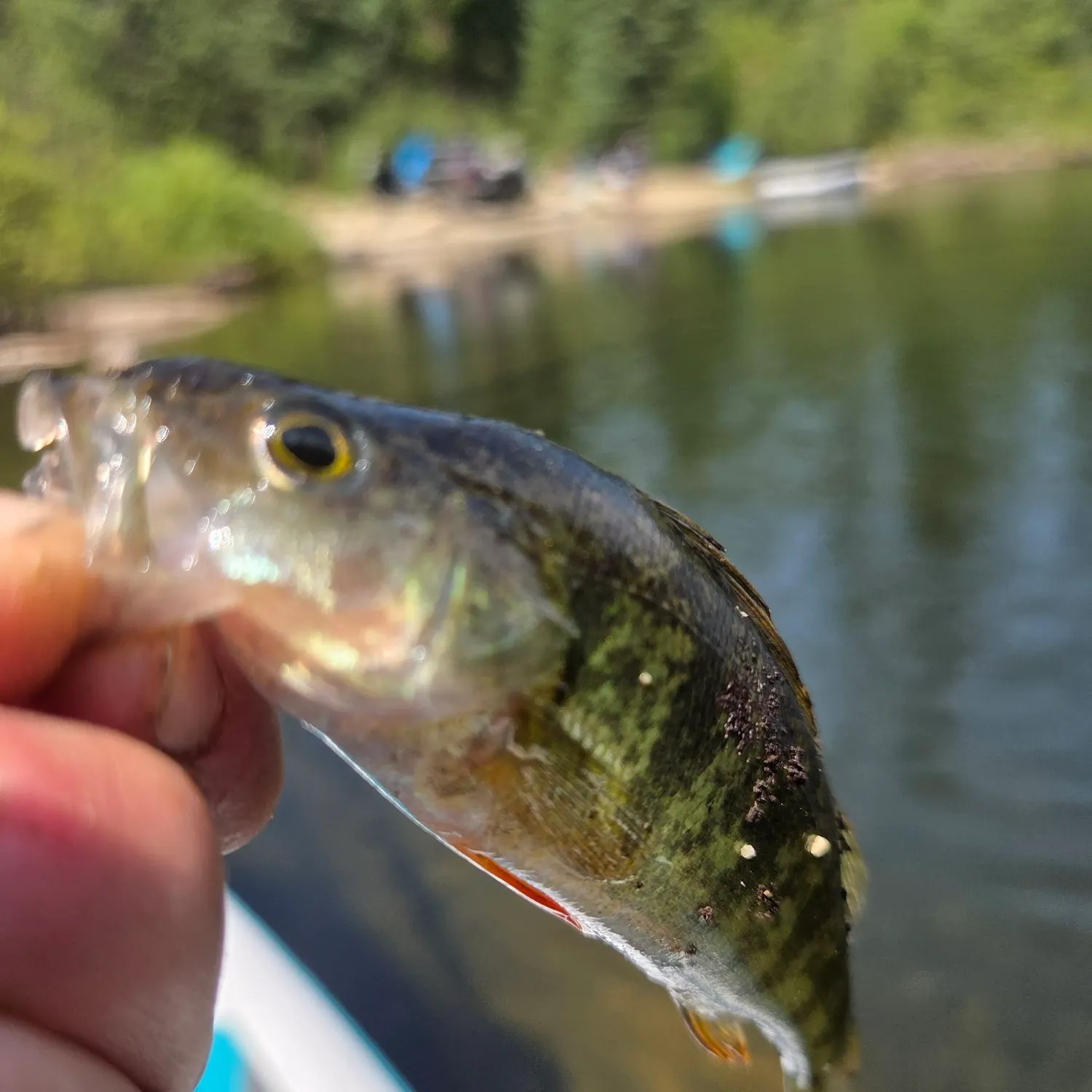 Northern pikeminnow caught on Fishbrain