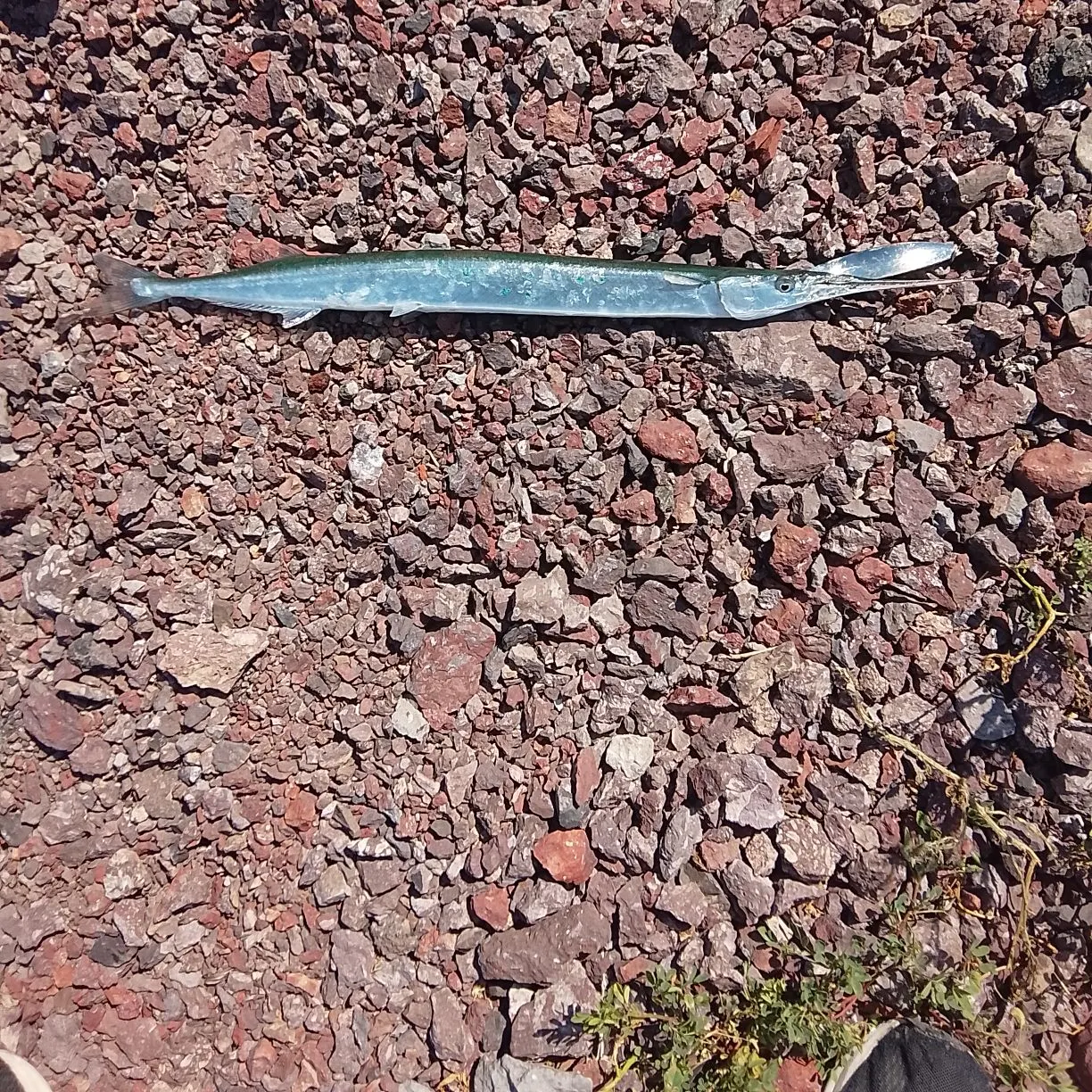The most recent European garfish catches on Fishbrain