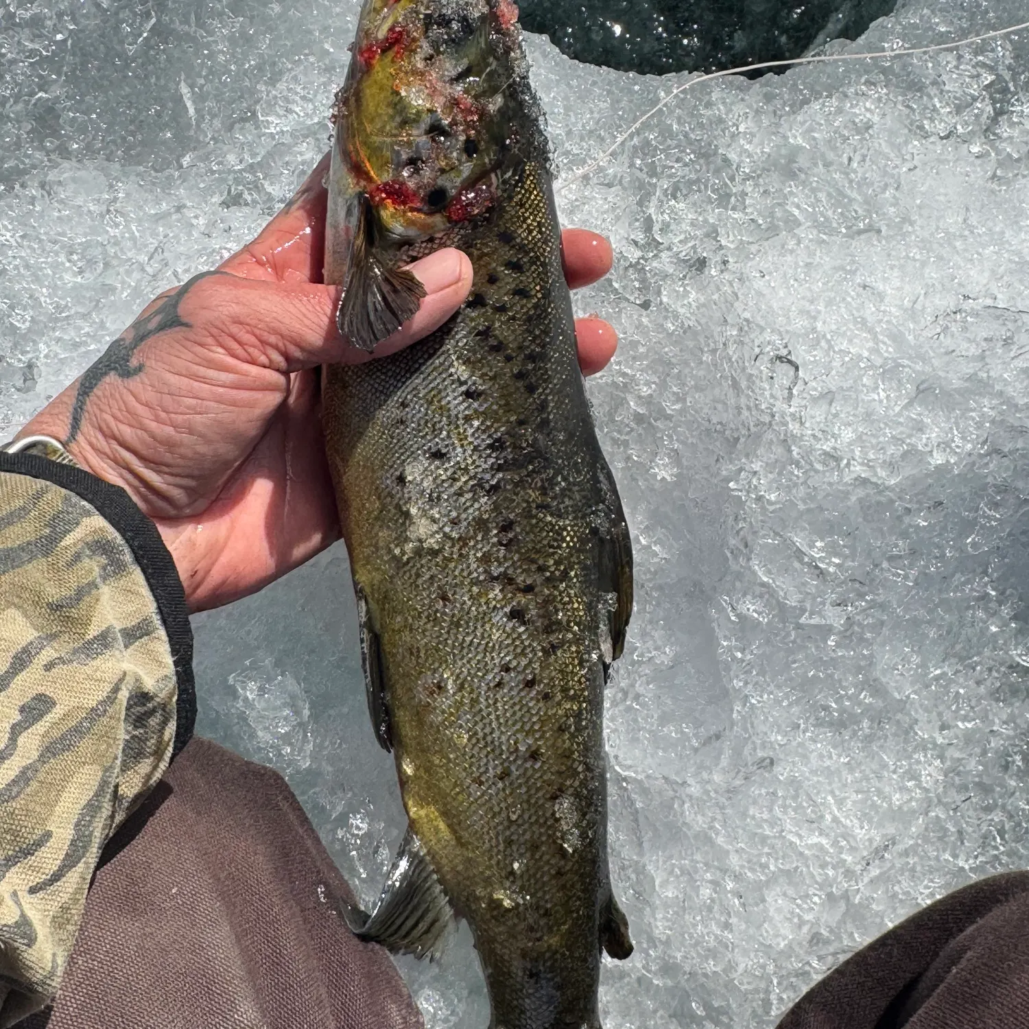 The most recent Landlocked atlantic salmon catches on Fishbrain