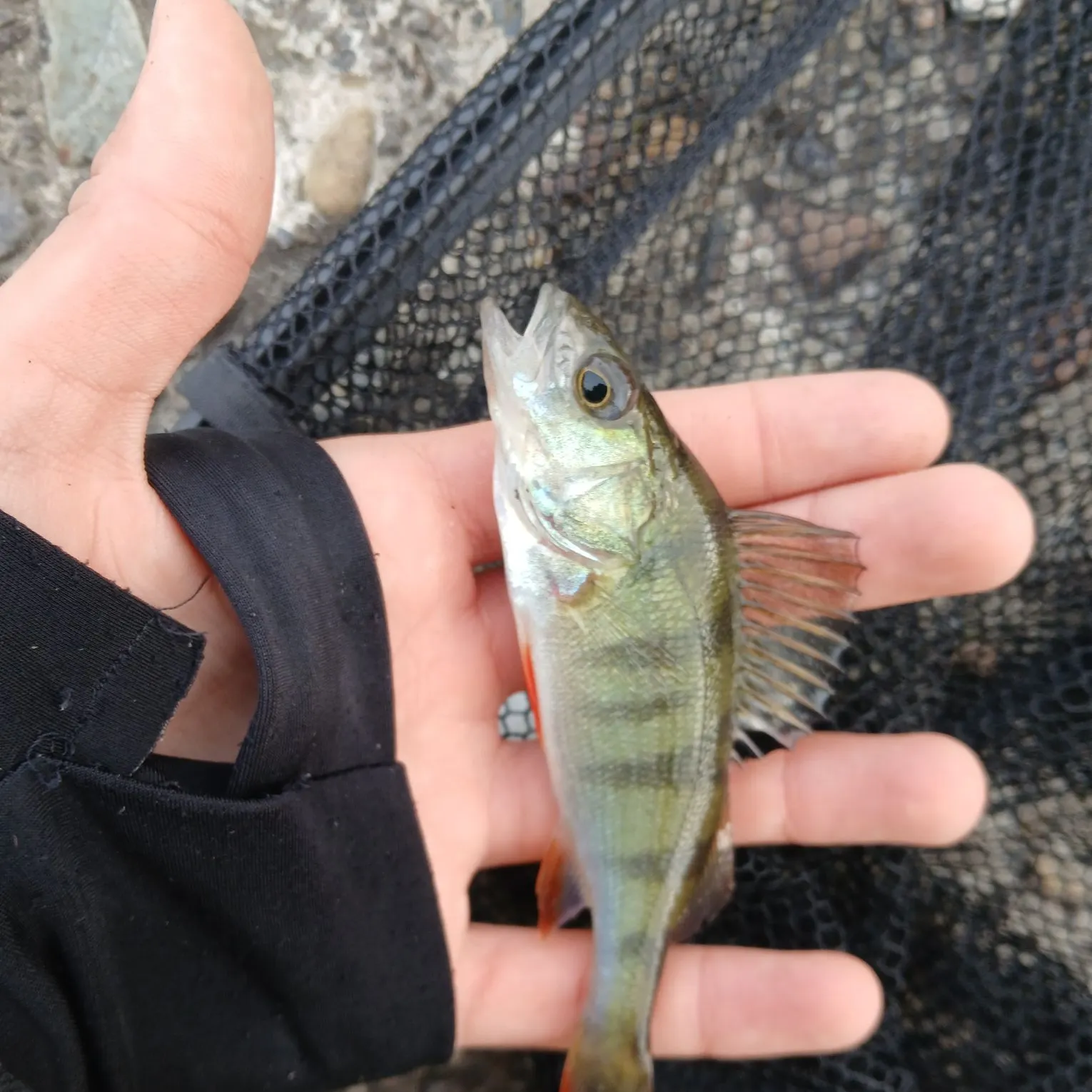 European perch caught on Fishbrain