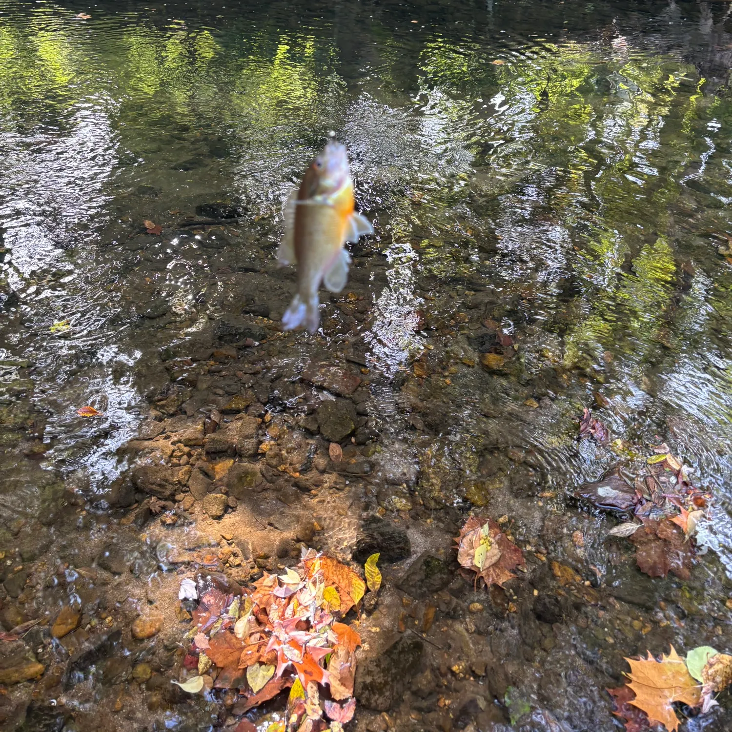 Redbreast sunfish caught on Fishbrain