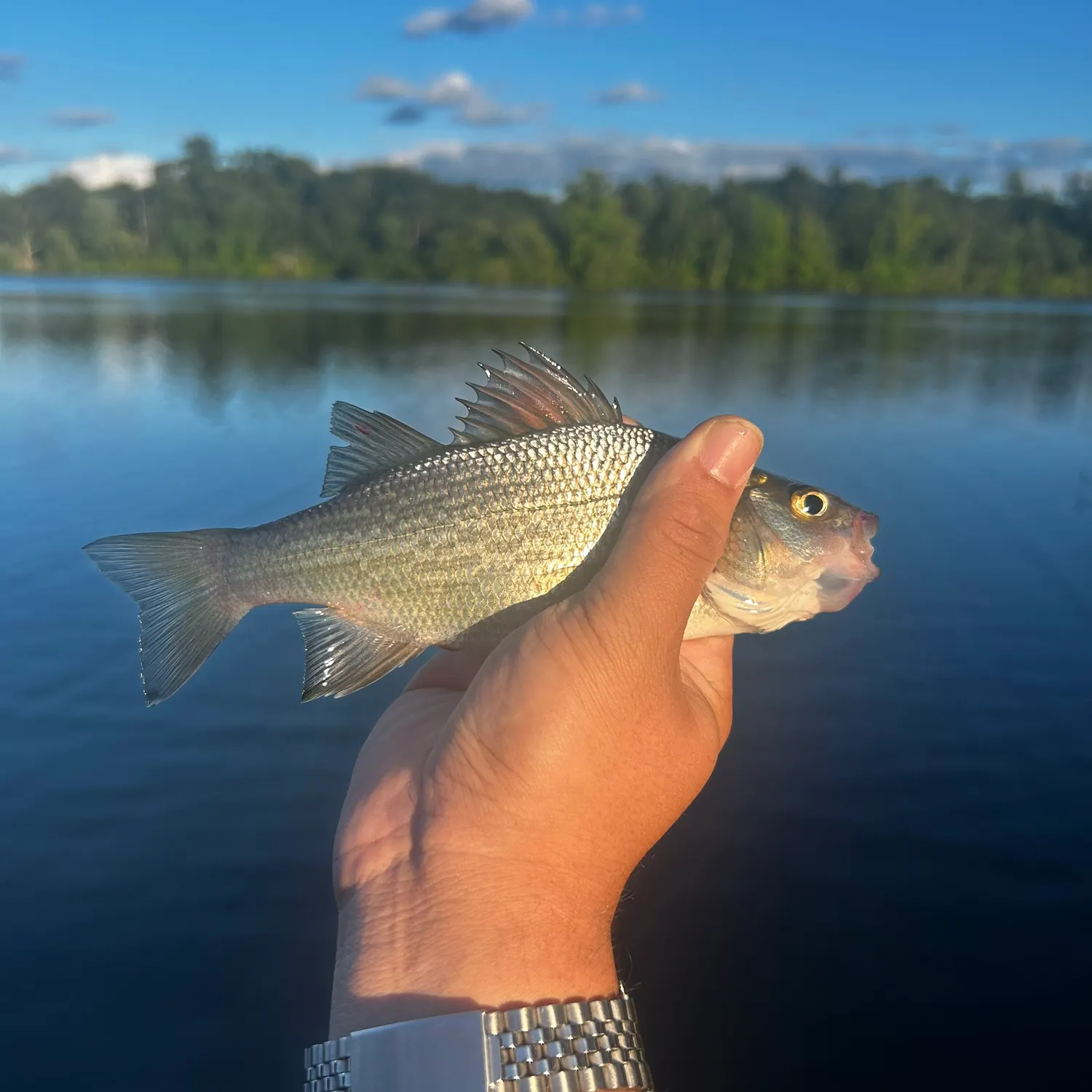 White perch caught on Fishbrain