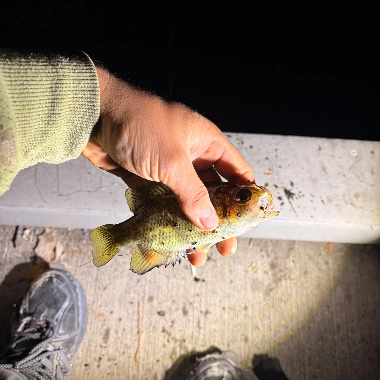 Rock bass caught on Fishbrain