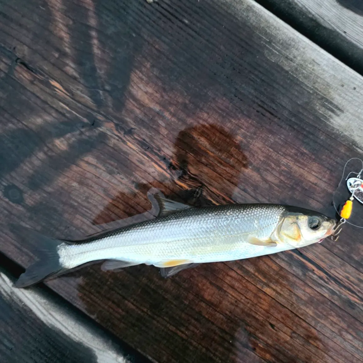 The most recent Peamouth catches on Fishbrain