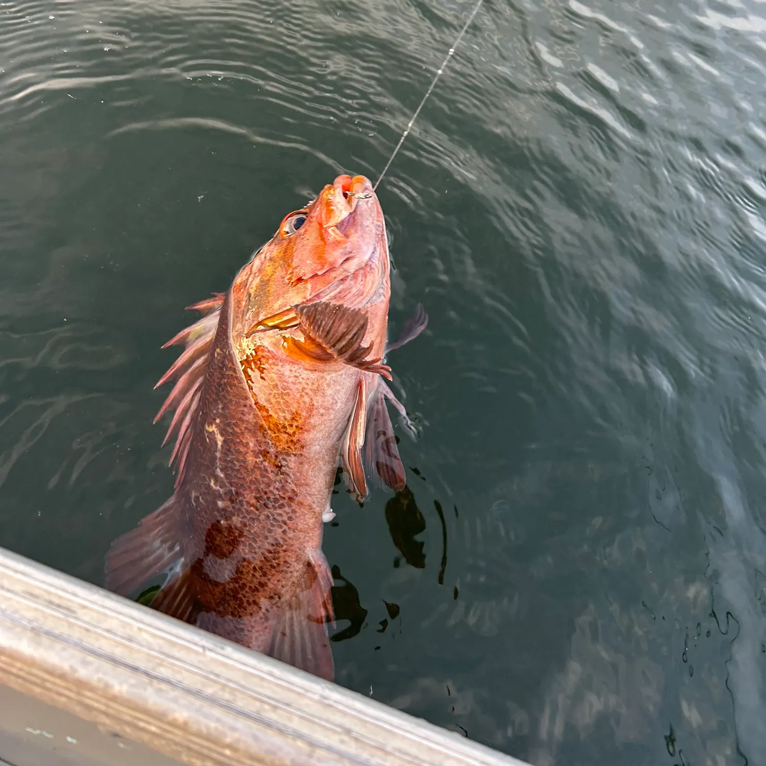 The most recent Copper rockfish catches on Fishbrain