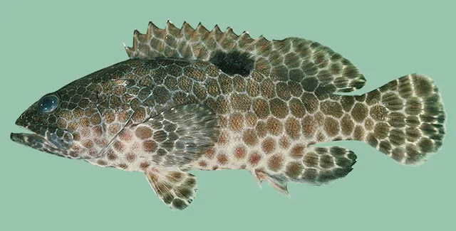 One-blotch grouper