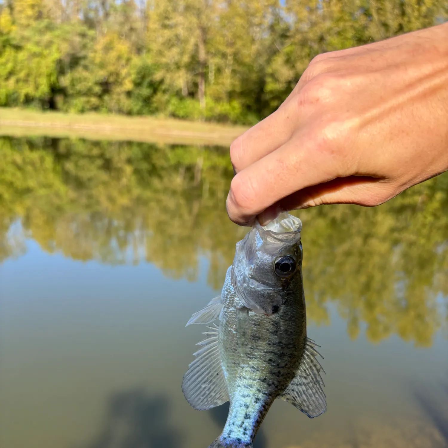 White crappie caught on Fishbrain