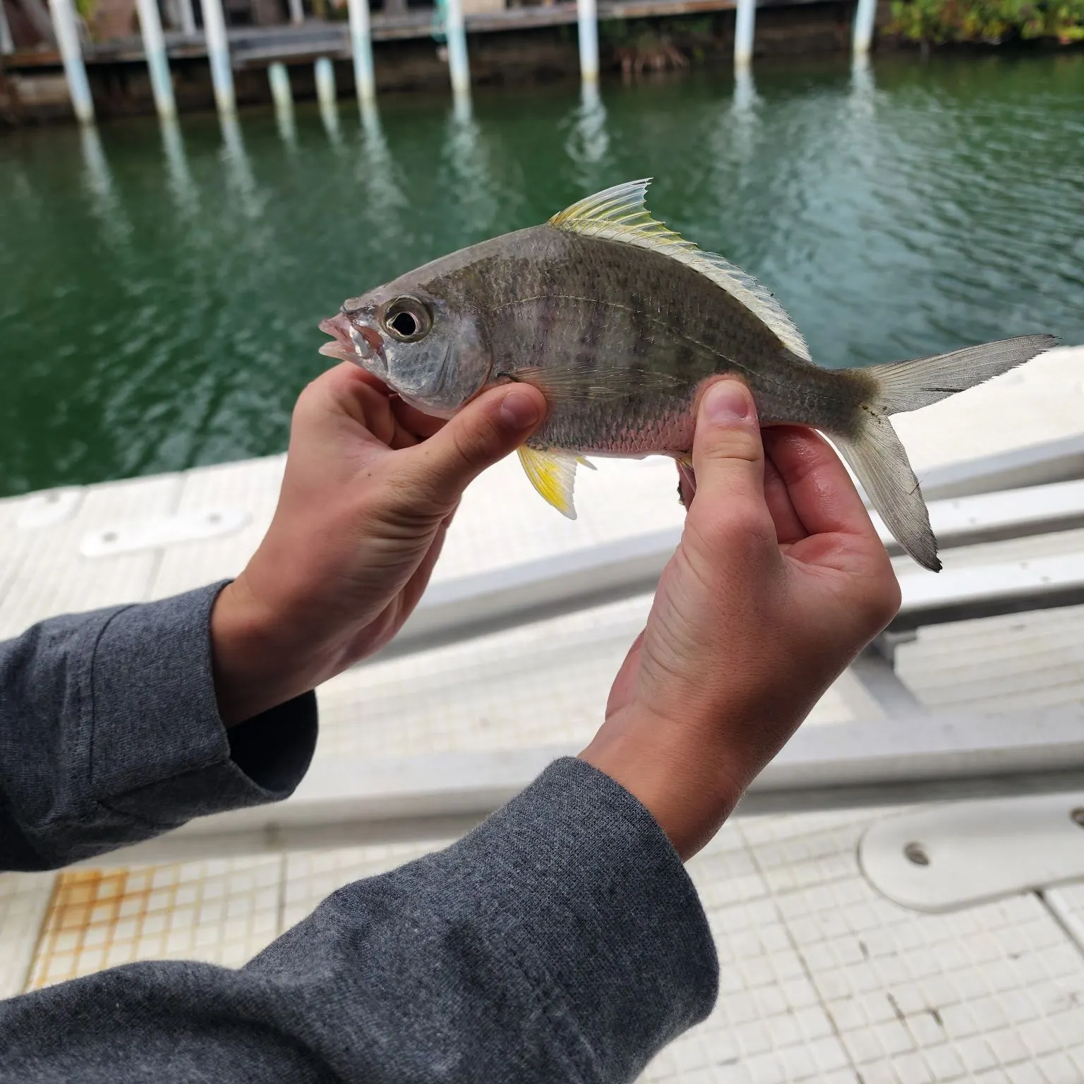 The most recent Yellowfin mojarra catches on Fishbrain