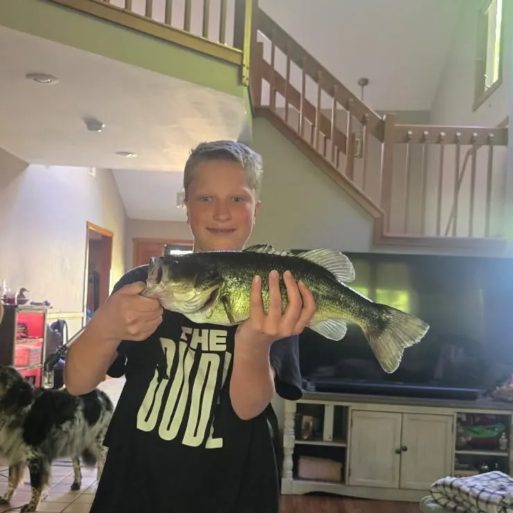 Largemouth bass caught on Fishbrain
