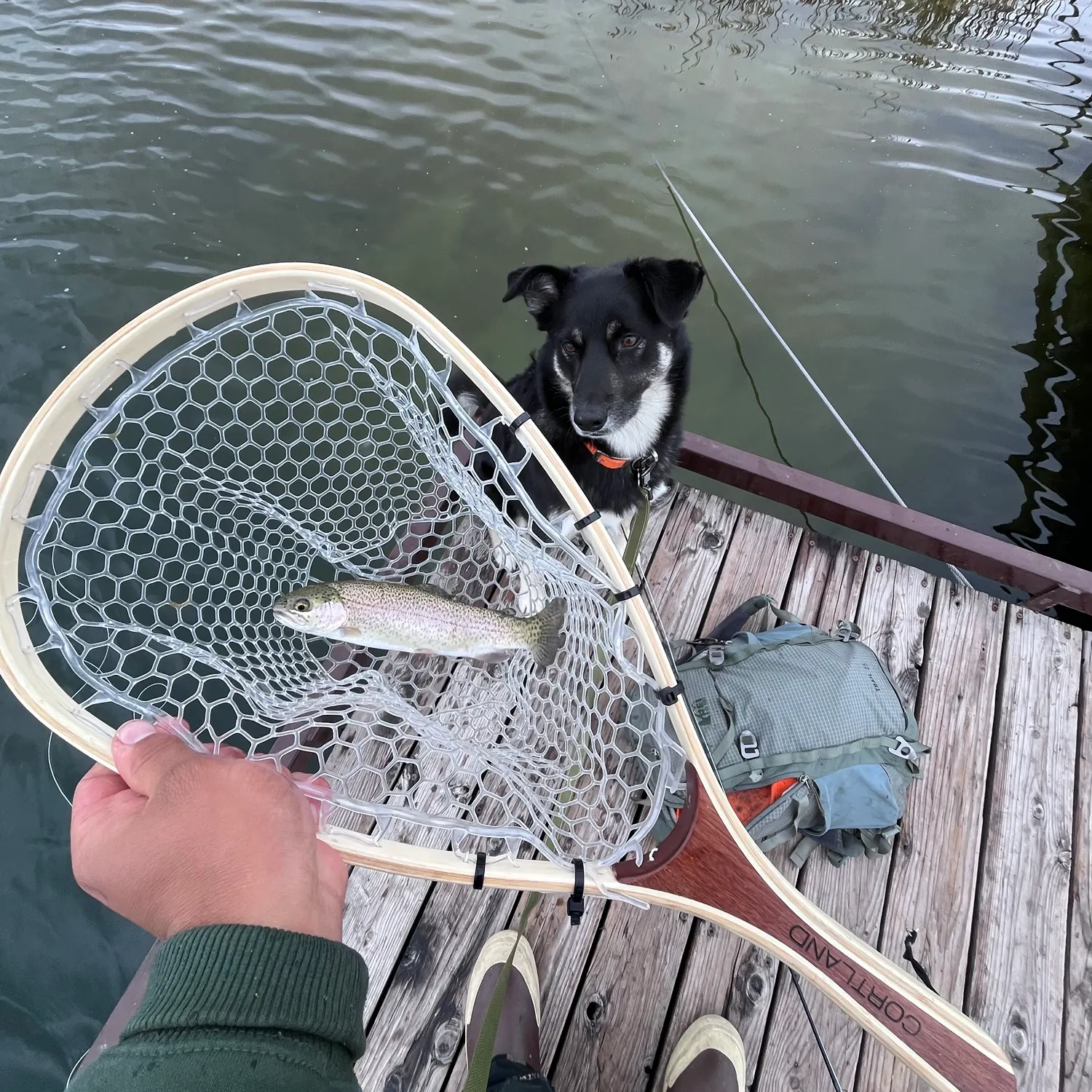 Rainbow trout caught on Fishbrain