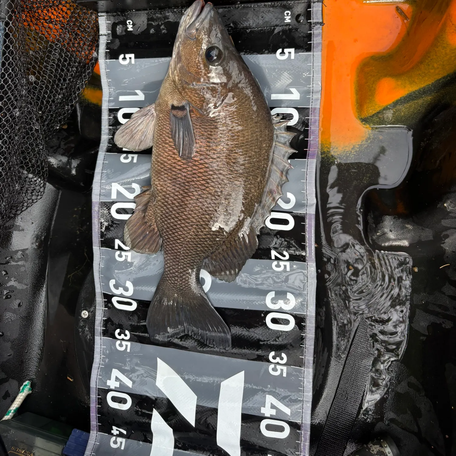 The most recent Sooty grunter catches on Fishbrain