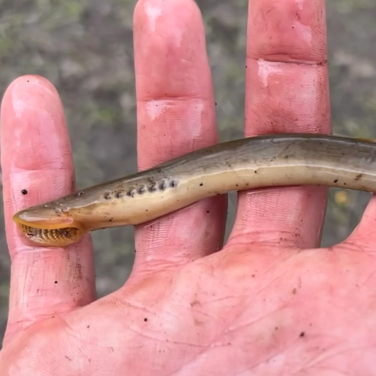 The most popular recent Chestnut lamprey catch on Fishbrain