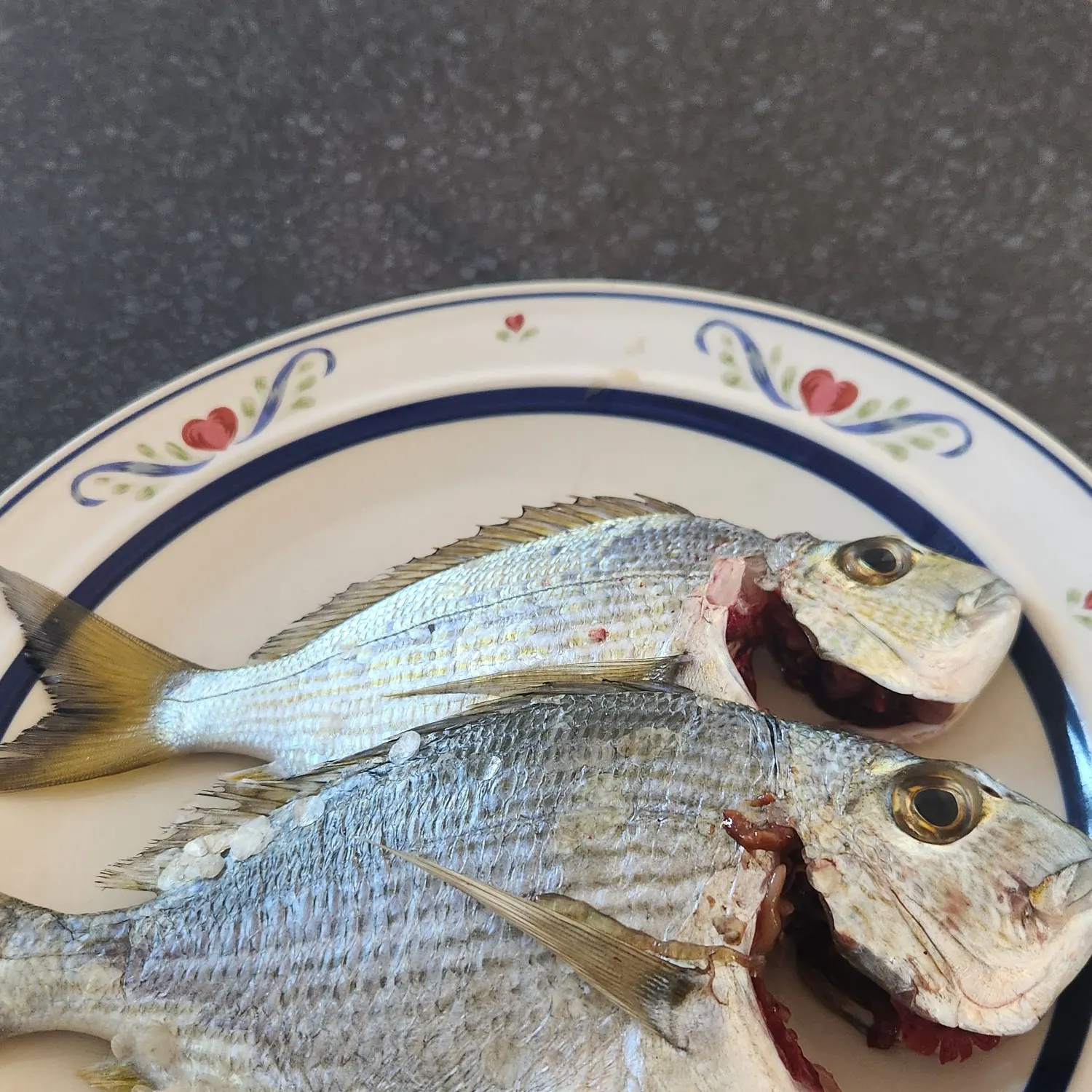 The most recent Goldlined seabream catches on Fishbrain