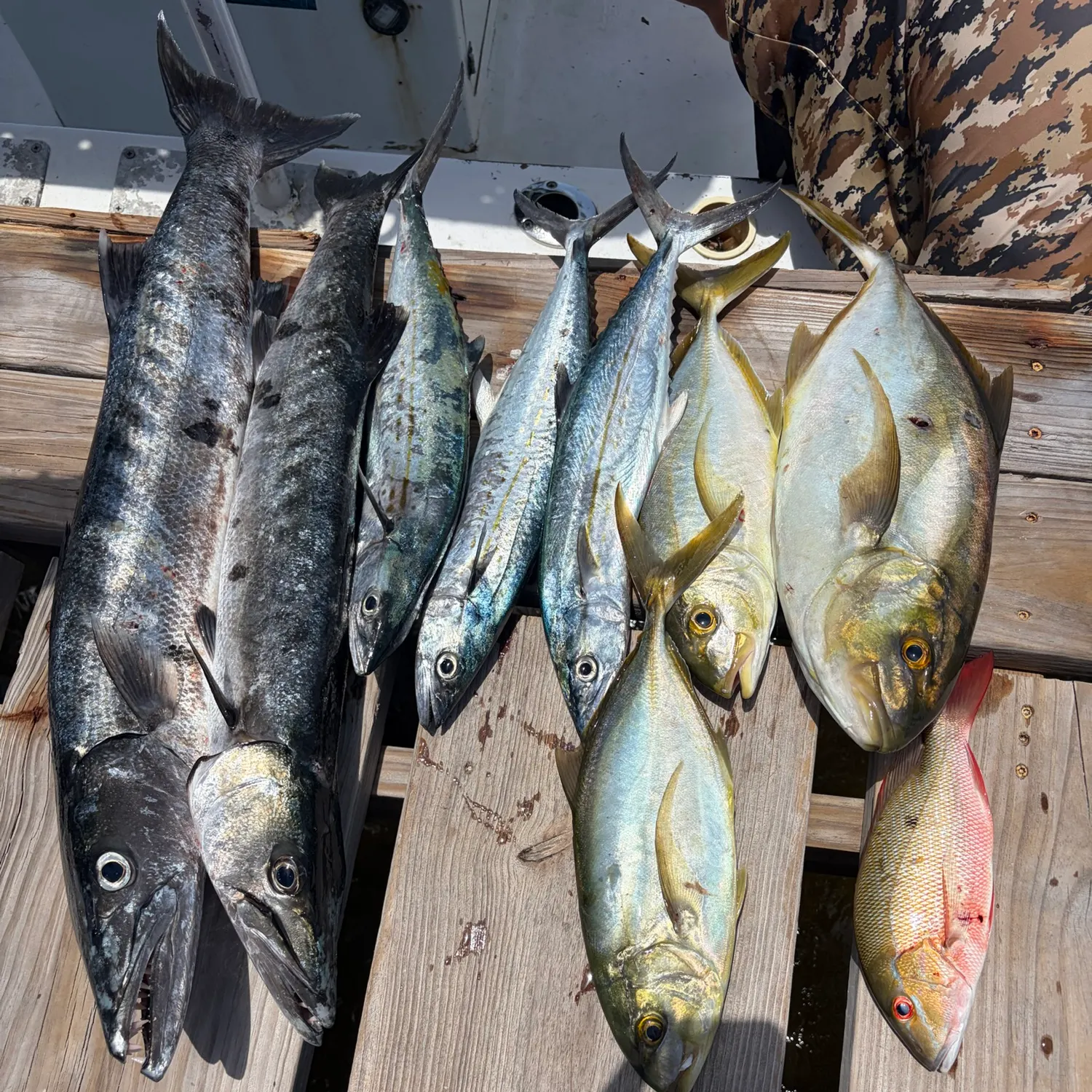 The most recent Great barracuda catches on Fishbrain