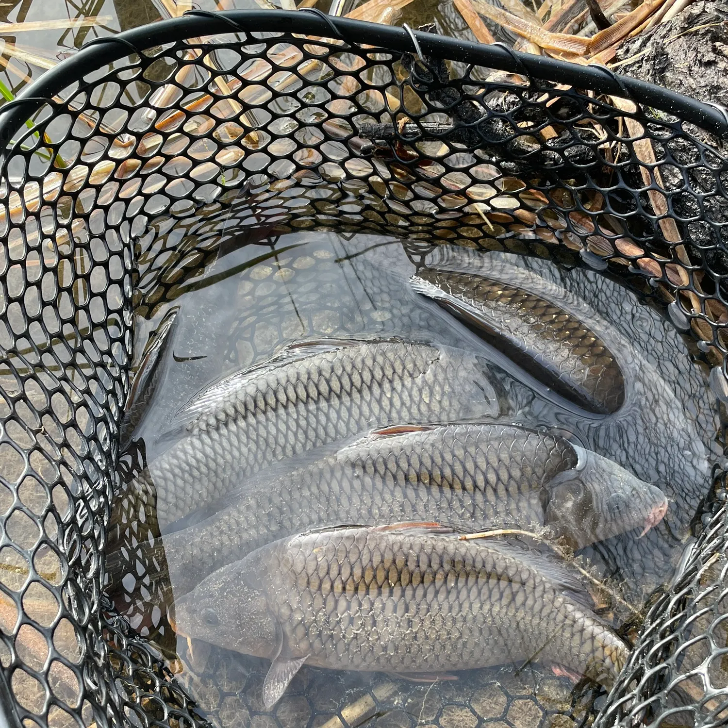 Common carp caught on Fishbrain