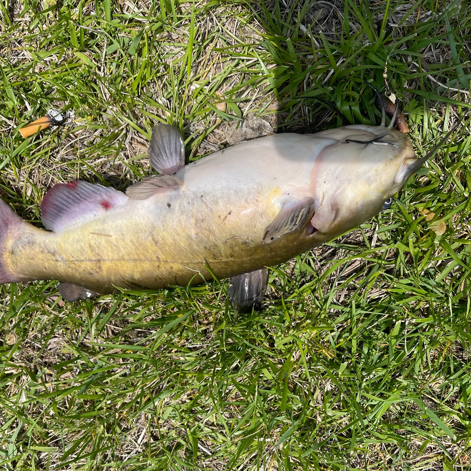 The most recent Granulated catfish catches on Fishbrain