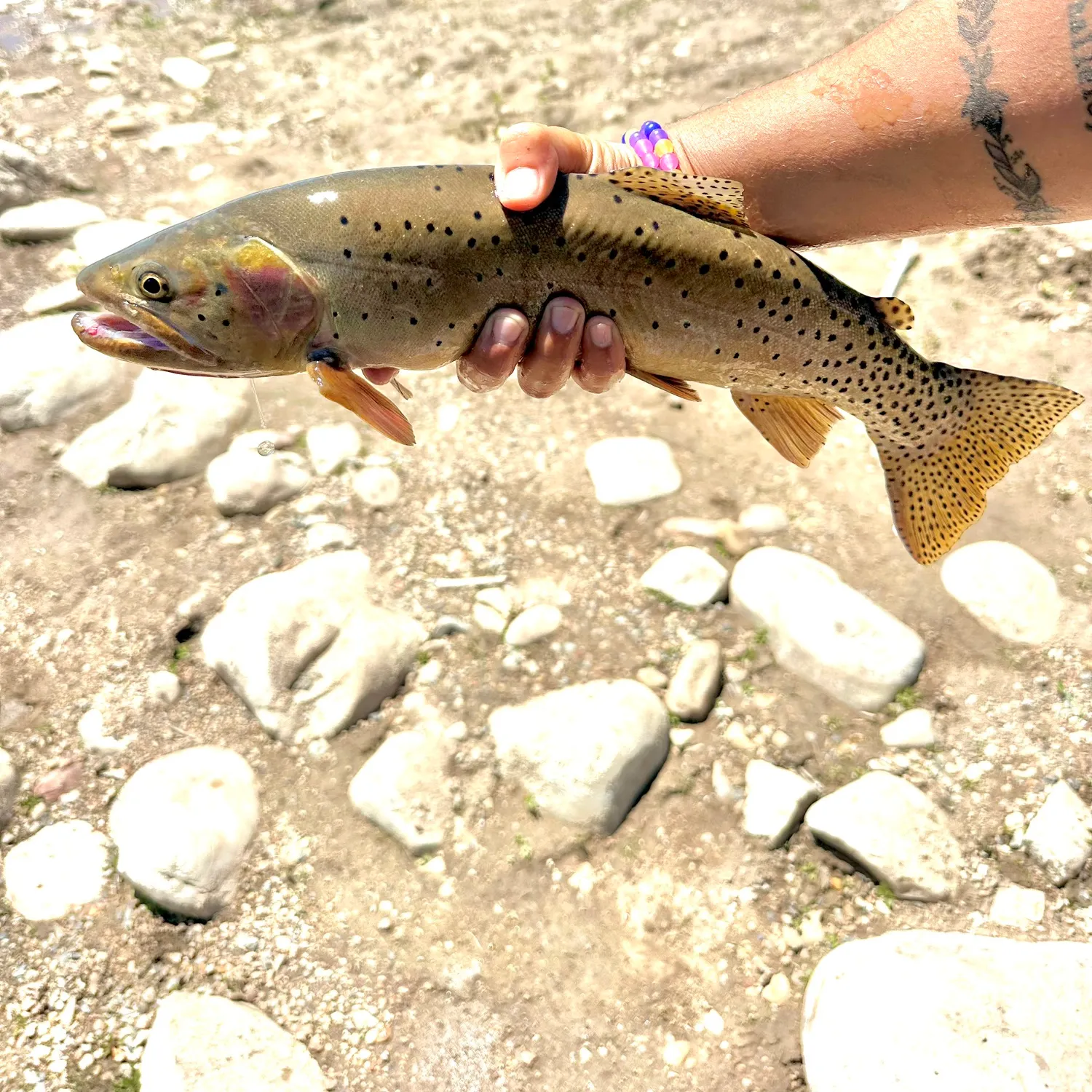 recently logged catches