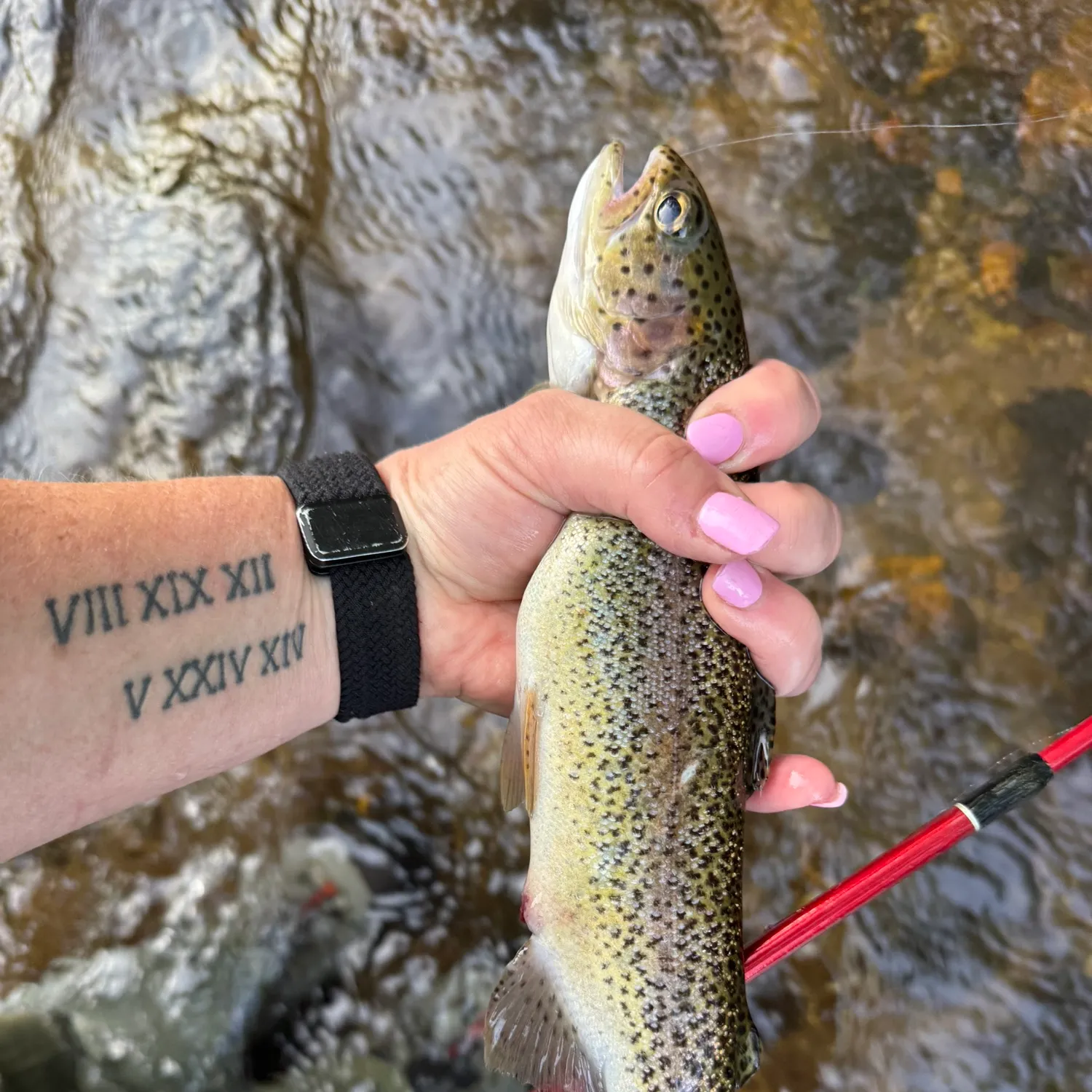 recently logged catches