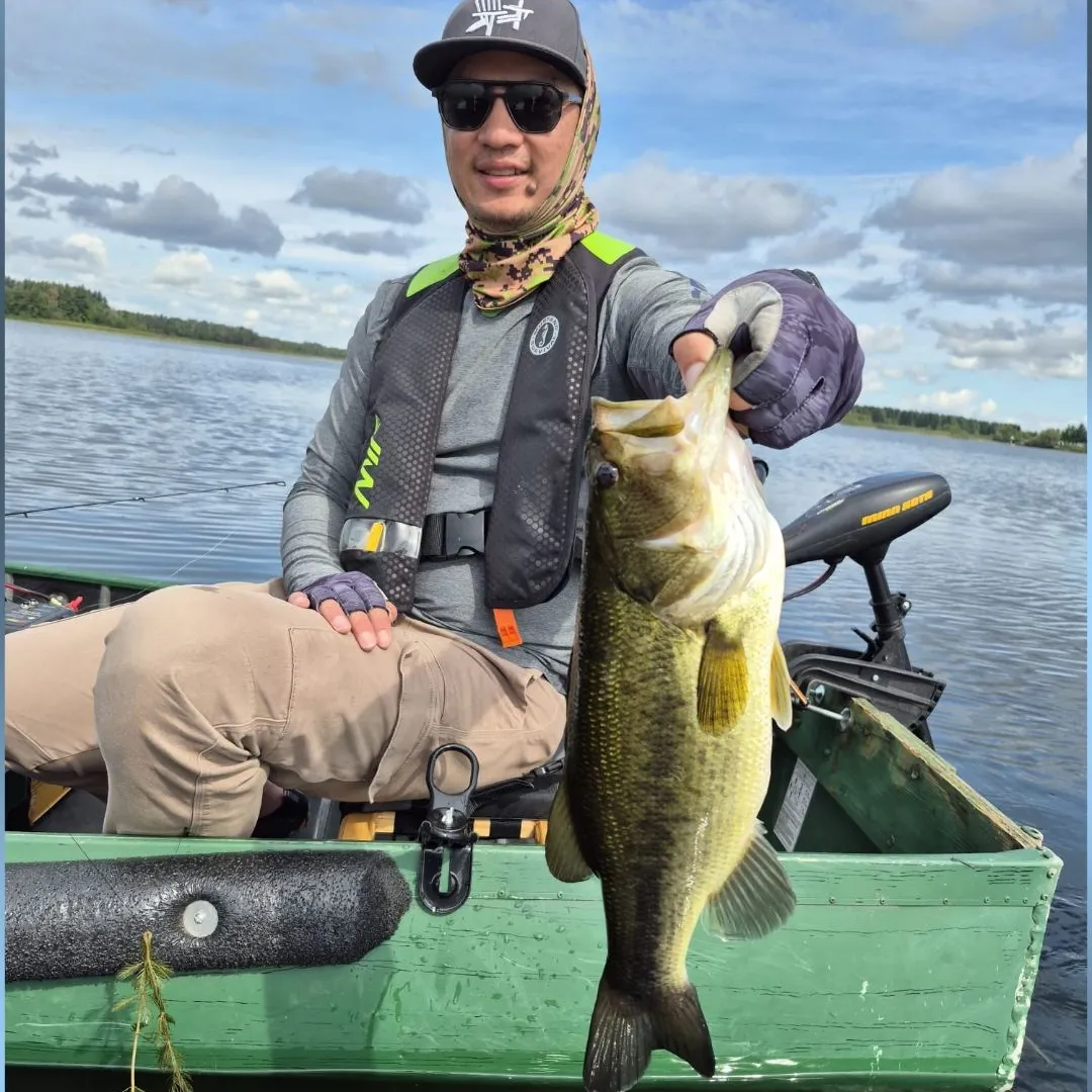 Largemouth bass caught on Fishbrain