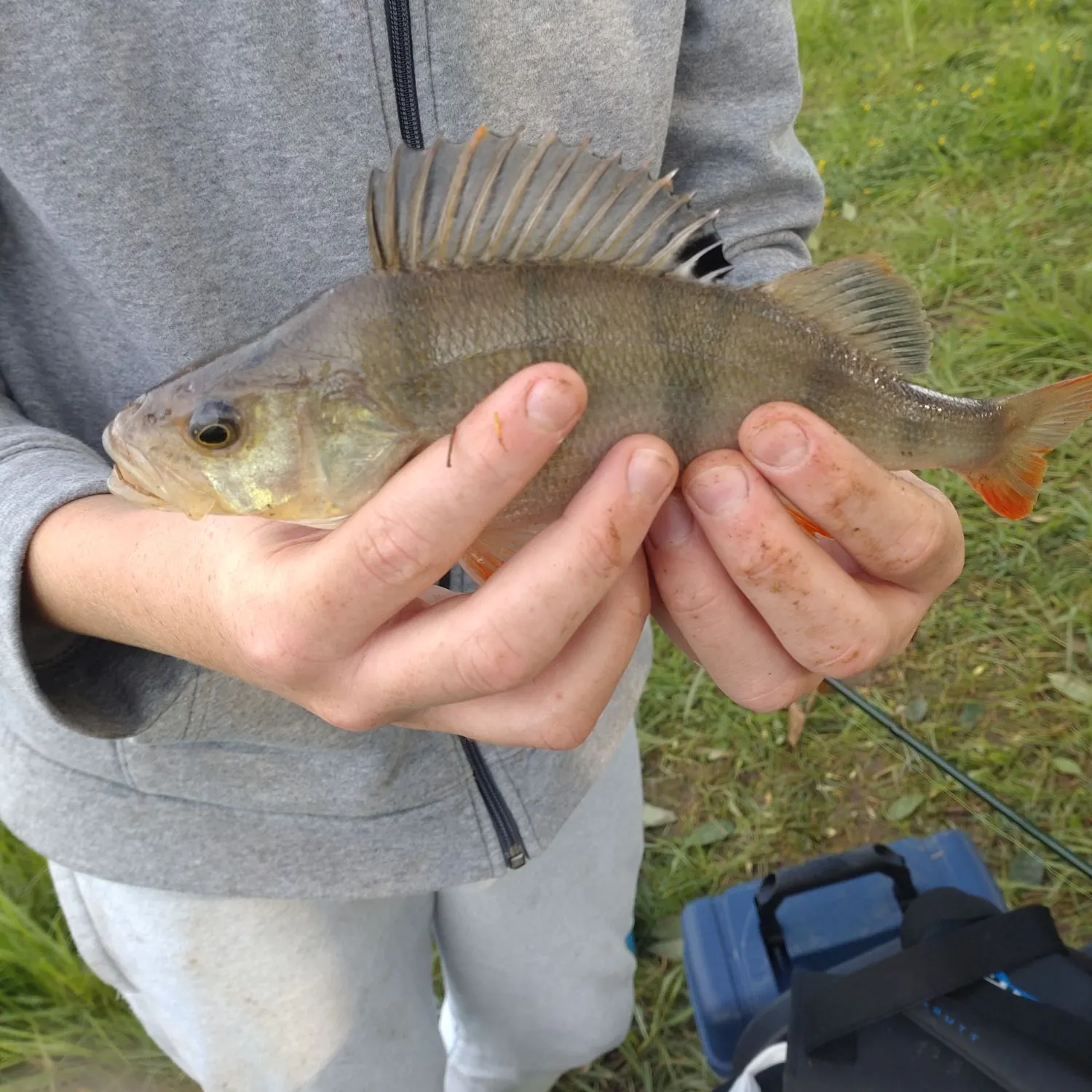 European perch caught on Fishbrain