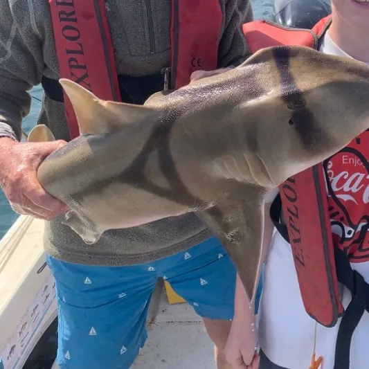 The most recent Port Jackson shark catches on Fishbrain