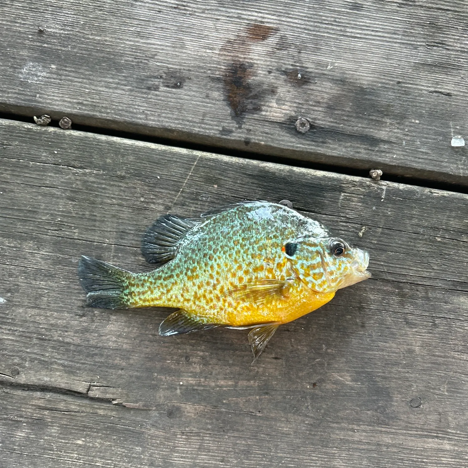 Pumpkinseed caught on Fishbrain